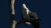 White-Breasted Sea-Eagle Perched In Dead Tree