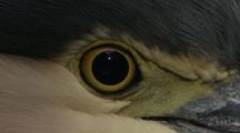 Rufous Night Heron Eye