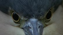 Rufous Night Heron Eyes