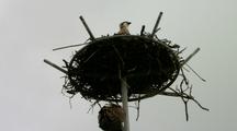 Osprey Sits On Man-Made Nesting Pole 