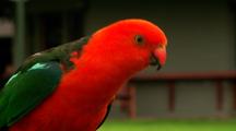 Australian King Parrot Sits & Feeds On Mountain Resort Fence