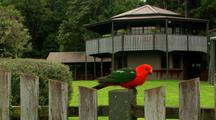 Australian King Parrot Sits & Feeds On Mountain Resort Fence