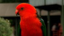 Australian King Parrot Sits On Mountain Resort Fence