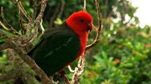 Australian King Parrot Sits In Tree