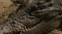 Australian Saltwater Crocodile