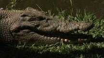 Australian Saltwater Crocodile