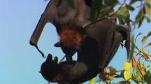 Fruit Bats Hang In Tree, Interact