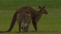 Suburban Kangaroos