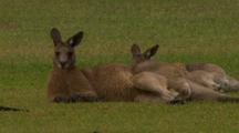 Suburban Kangaroos