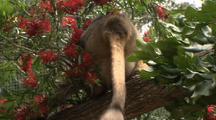 Lumholtz's Tree Kangaroo & Joey