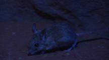 Marsupial Mouse (Unknown Species)