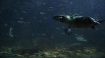 Platypus - Underwater