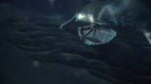 Platypus - Underwater