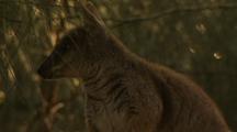 Proserpine Rock Wallaby