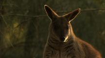 Wallaby NatureScape Stock Footage