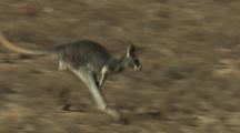 Red Kangaroos Hop Through Desert