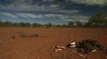 Dead Cow Skull, Skeleton On Red Outback Dirt
