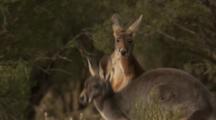 Red Kangaroos At Waterhole, Kilcowera Station