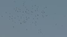 Flock Of Migrating Pelicans Fly In Synchrony Over Lake Wyara, Currawinya National Park