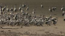 Pelican Rookery, Lake Wyara, Currawinya National Park