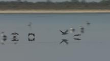Pelicans Fly Low Over Lake Wyara, Currawinya National Park
