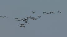 Flock Of Pelicans Fly In Formation, Lake Wyara, Currawinya National Park