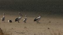 Pelican Chick Begs For Food, Lake Wyara, Currawinya National Park