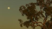 Outback Sunrise Moonset, Gum Tree