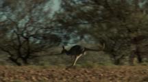Red Kangaroo Hops In Outback