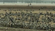 Pelicans Gather In Sandy Area At Lake Rookery