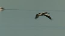 Pelican Flies Low Over Lake Wyara Rookery, Lands