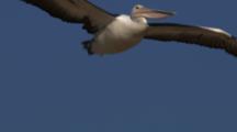 Australian Pelican Flies In Blue Sky