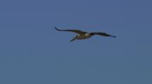 Migrating Pelican Flies High In Blue Sky 