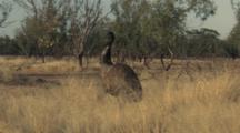 Emu Walks In Outback Bush, Stops To Preen