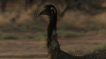 Emu, Tilt Up To Close-Up Of Head