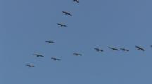 Flock Of Migrating Pelicans Flies In Formation