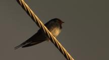 Small Bird Preens On Wire Cable, Power Line