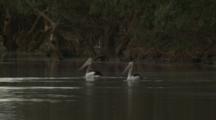 Australian Pelicans Swim In Water Hole