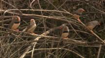 Zebra Finches Perched On Tree Branch