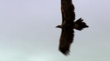 Wedge-Tailed Eagle Flies