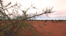 Bush Grows In Outback Desert Red Dirt