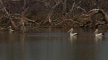Australian Pelicans Swim In Water Hole