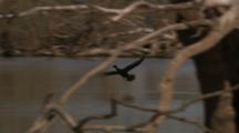 Bird, Possibly Little Black Cormorant, Lands In Water Hole