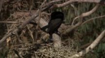 Baby Bird In Nest Calls To Parent, Possibly Little Black Cormorant