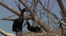 Two Chicks Annoy Parent For Food, Possibly Little Black Cormorant