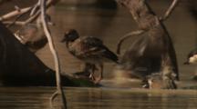Plumed Whistling-Ducks In Watering Hole