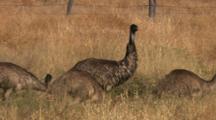 Emus Gather In Dry Grass Meadow Near Fence, Buildings