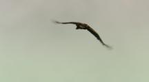 Wedge-tailed Eagle Flies