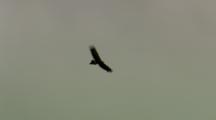 Wedge-tailed Eagle Flies