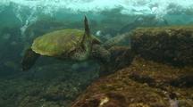 Green Sea Turtle Feeding In Surge Zone